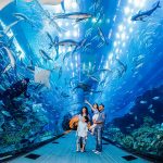 Dubai Aquarium thủy cung trong nhà lớn nhất thế giới, với kỷ lục Guinness là